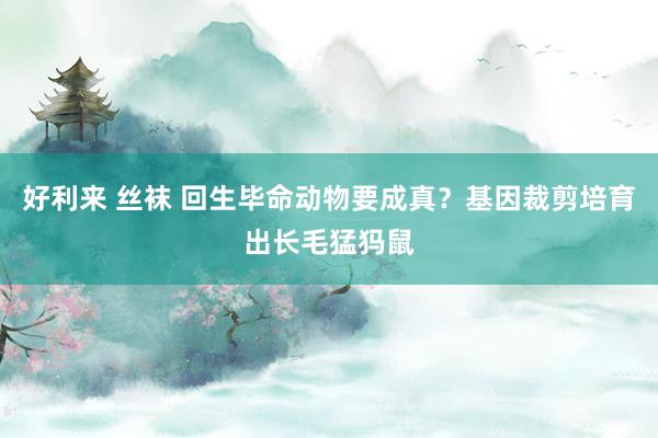 好利来 丝袜 回生毕命动物要成真？基因裁剪培育出长毛猛犸鼠