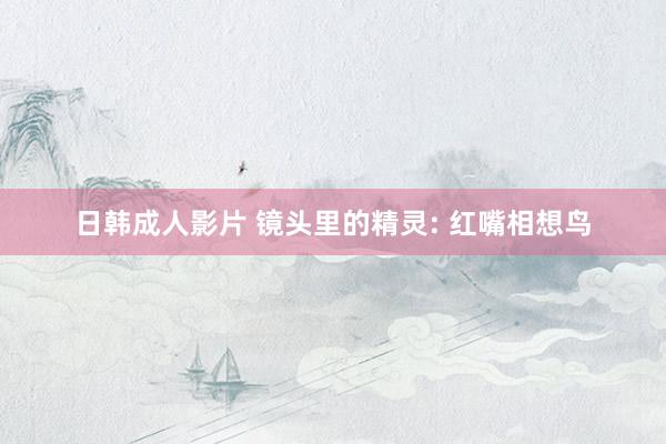 日韩成人影片 镜头里的精灵: 红嘴相想鸟